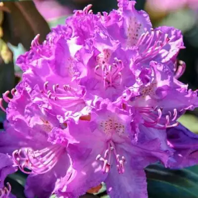 Рододендрон АЛЬФРЕД в Фаниполе