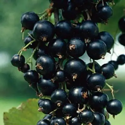 Смородина чёрная ВЕЛОЙ (ЛЕНИНГРАДСКАЯ СЛАДКАЯ) в Фаниполе