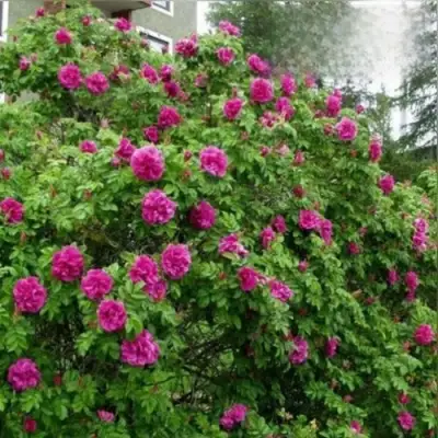 Шиповник ХАНСА в Фаниполе