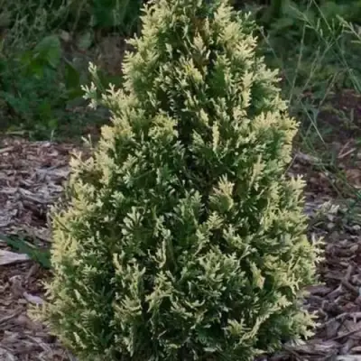 Туя БРАБАНТ ВАРИЕГАТТА западная в Фаниполе