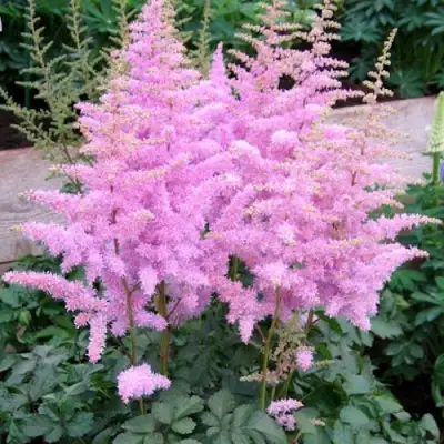 Астильба ГИАЦИНТ Арендса в Фаниполе