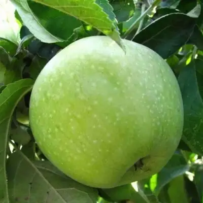 Яблоня РЕНЕТ СИМИРЕНКО в Фаниполе