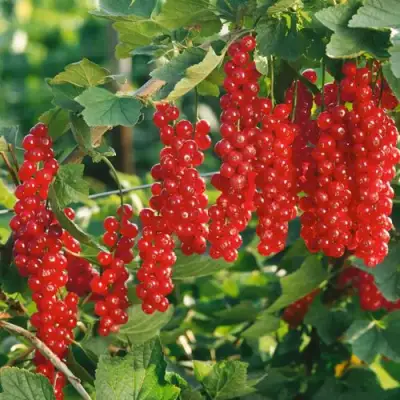 Смородина красная РУДНЕУС в Фаниполе