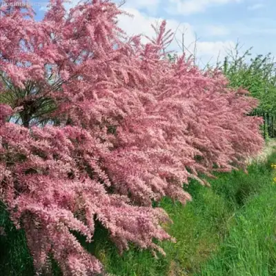 Тамарикс ПИНК КАСКАД в Фаниполе