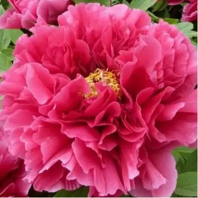 Пион КОРОЛЕВСКИЙ ЦВЕТОК древовидный в Фаниполе