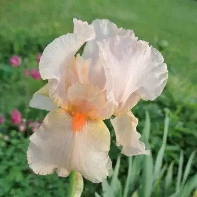 Ирис ПАТИ ДРЕСС бородатый в Фаниполе