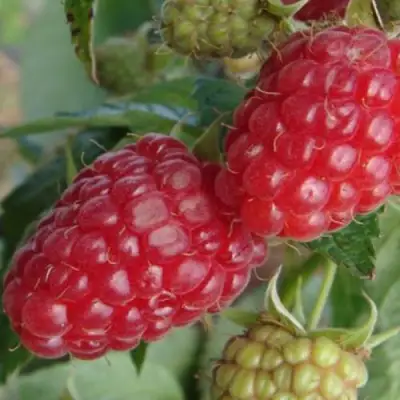 Малина РАДЗИЕВА в Фаниполе