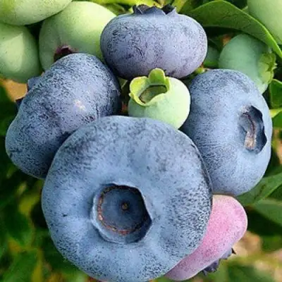 Голубика ПАТРИОТ в Фаниполе