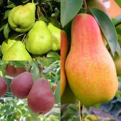 Комплект ГРУШЕВОЕ АССОРТИ в Фаниполе