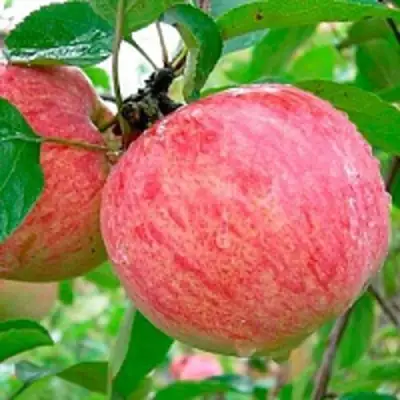 Яблоня КОРИЧНОЕ ПОЛОСАТОЕ в Фаниполе