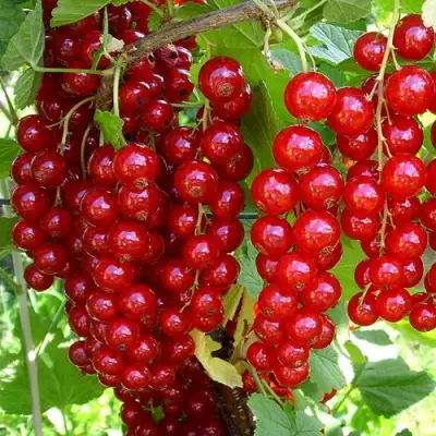 Смородина красная ЙОНКЕР ВАН ТЕТЦ в Фаниполе