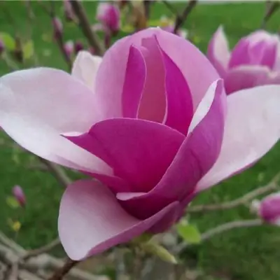 Магнолия СУЛАНЖА в Фаниполе