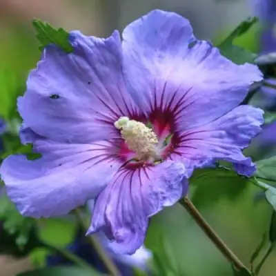 Гибискус МАРИНА сирийский в Фаниполе