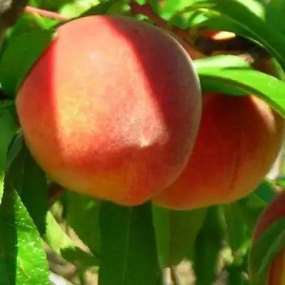 Персик РЕД ХЕВЕН в Фаниполе