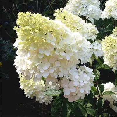 Гортензия ДИАМАНТИНО метельчатая в Фаниполе