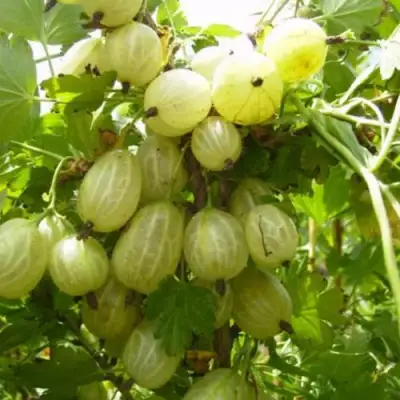 Крыжовник ИНВИКТА в Фаниполе