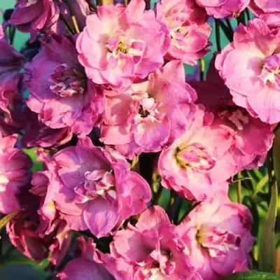 Дельфиниум ДЕЛЬФИС ПИНК ПАУЭ высокий в Фаниполе