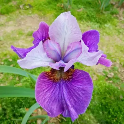 Ирис ЛАЙТ ОВ ХАРТ сибирский в Фаниполе