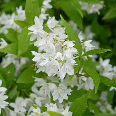 Дейция шершавая в Фаниполе