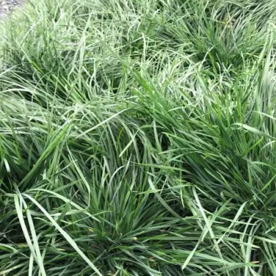 Щучка ГОЛДТАУ дернистая в Фаниполе