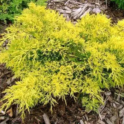 Можжевельник КИНГ ОФ СПРИНГ средний в Фаниполе