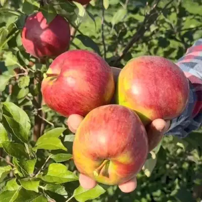 Яблоня ПОСПЕХ в Фаниполе