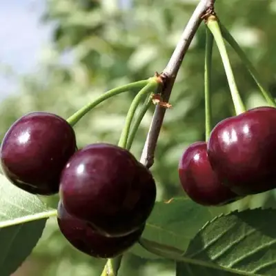 Дюк КСЕНИЯ (ЧЕРЕВИШНЯ) в Фаниполе