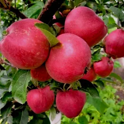 Яблоня РОЖДЕСТВЕНСКОЕ в Фаниполе