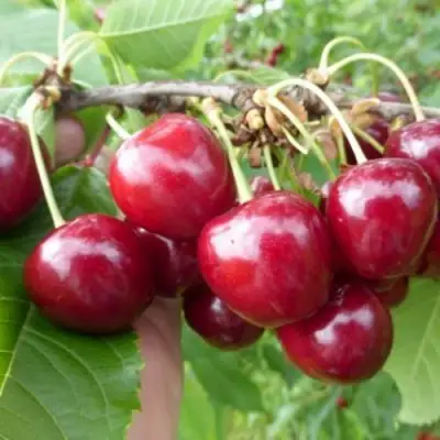 Вишня КОЛОННОВИДНАЯ  в Фаниполе