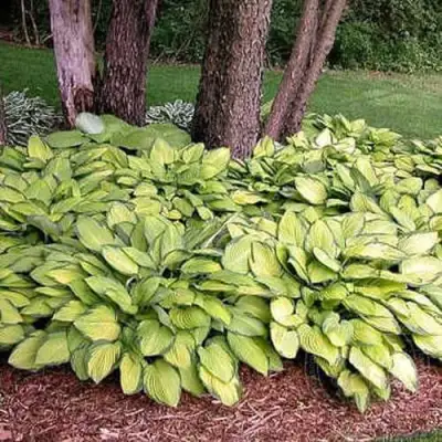 Хоста ГОЛД СТАНДАРТ Форчуна в Фаниполе