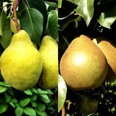 Комплект ДУЭТ в Фаниполе