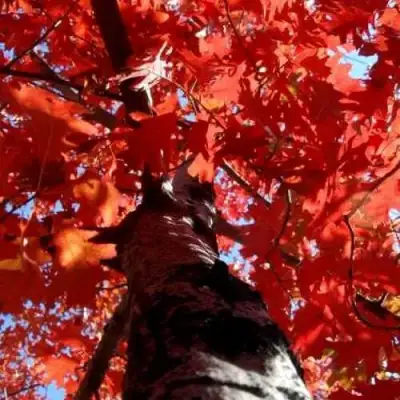 Дуб красный в Фаниполе