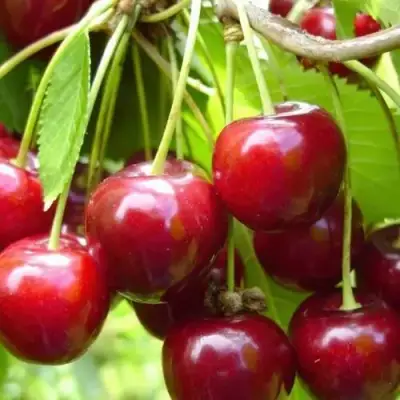 Вишня ХАРИТОНОВСКАЯ в Фаниполе