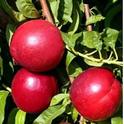 Нектарин ХАРКО в Фаниполе