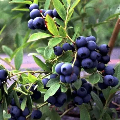 Голубика ДЖЕРСИ в Фаниполе