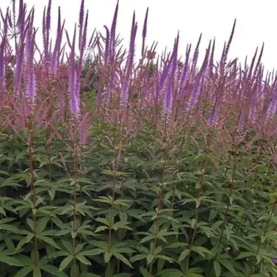 Вероникаструм ФАСЦИНЕЙШН в Фаниполе