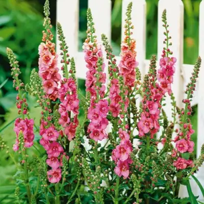 Коровяк ПИНК ДОМИНО гибридный (вербаскум) в Фаниполе
