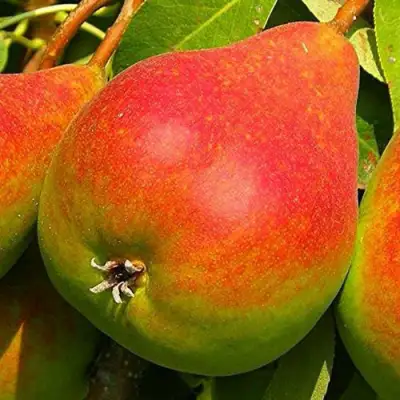 Груша ГЕРА в Фаниполе