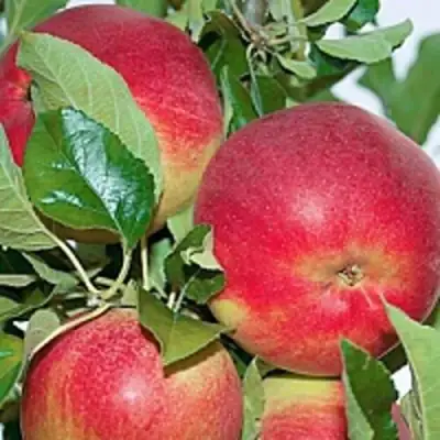 Яблоня СЕНАТОР колонновидная в Фаниполе