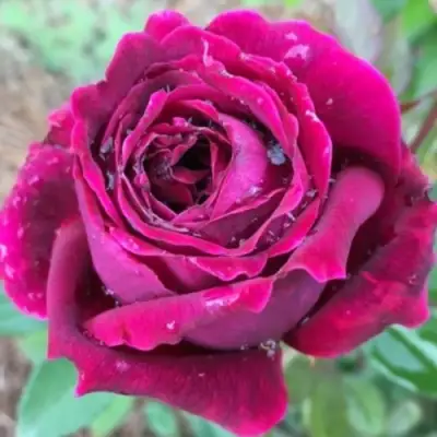 Роза РОЯЛ ПАЛАС японская в Фаниполе