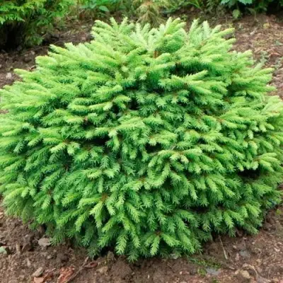 Ель НИДИФОРМИС обыкновенная в Фаниполе