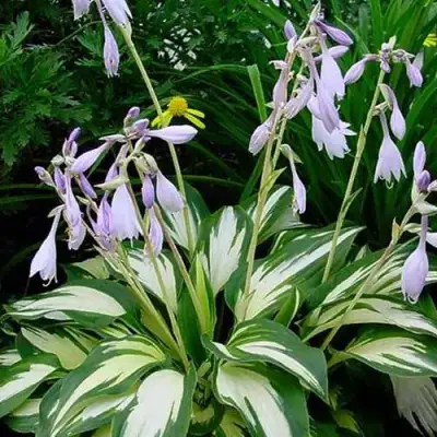 Хоста КРИСМАС КЭНДИ гибридная в Фаниполе