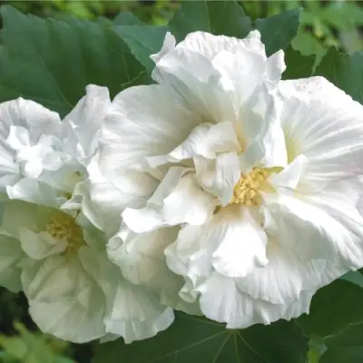 Гибискус АДМИРАЛ ДЕВЕЙ сирийский в Фаниполе