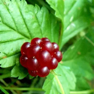 Княженика ЭЛПЕ в Фаниполе