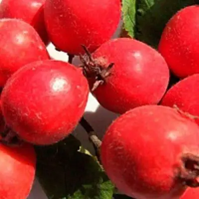 Боярышник КРУПНОПЛОДНЫЙ в Фаниполе