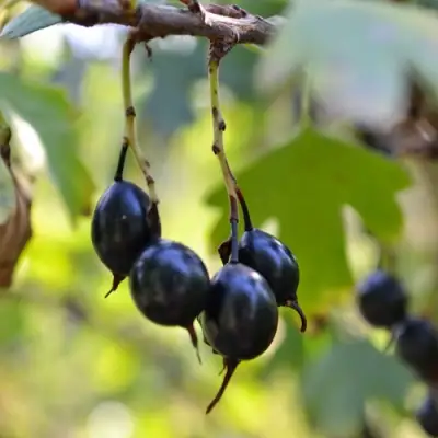 Смородина золотистая ДУСТЛИК в Фаниполе