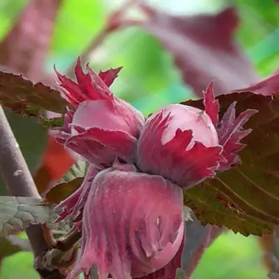 Фундук КАРДИНАЛ в Фаниполе