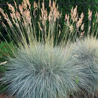 Овсянница ЭЛАЙДЖА БЛЮ в Фаниполе