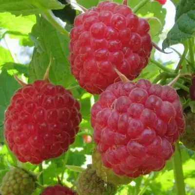 Малина НОВОСТЬ КУЗЬМИНА в Фаниполе