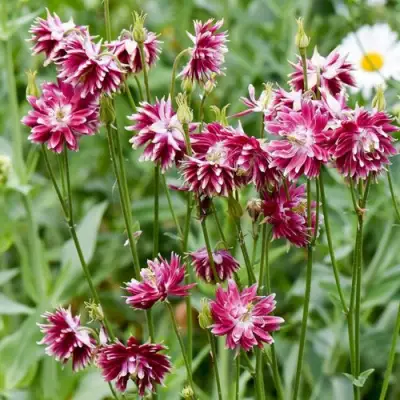 Аквилегия БАРЛОУ НОРА гибрид МакКаны в Фаниполе